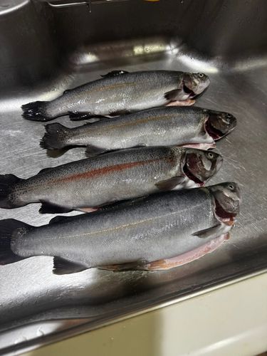 ニジマスの釣果