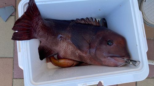 コブダイの釣果