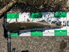 アメリカナマズの釣果