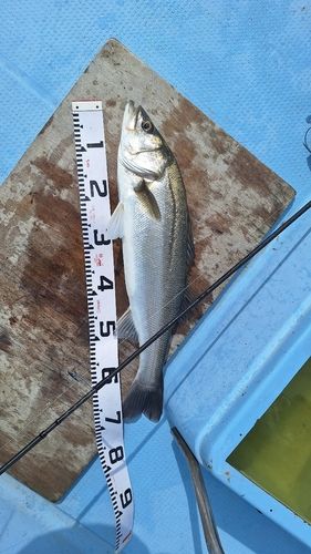 スズキの釣果