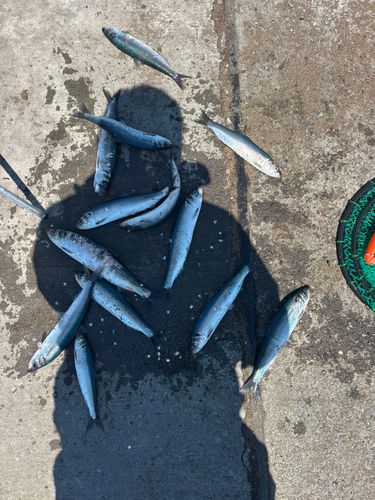 ニシンの釣果
