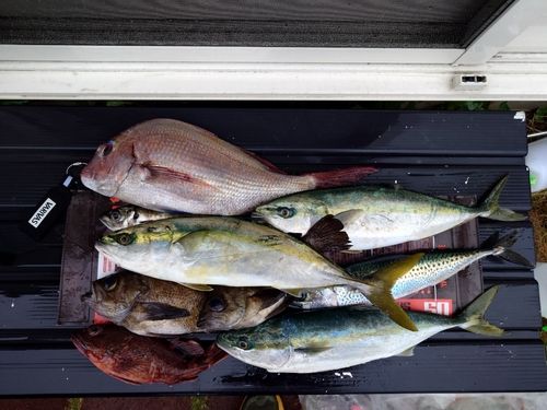 マダイの釣果