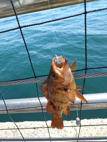 メバルの釣果