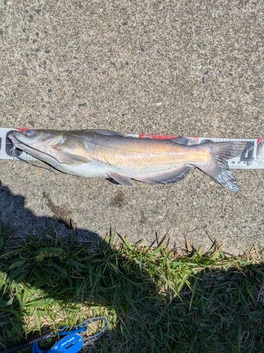 アメリカナマズの釣果