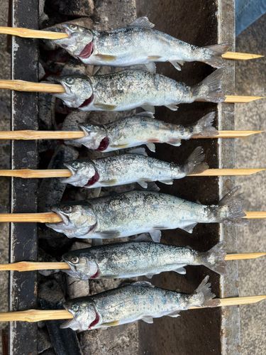 ヤマメの釣果