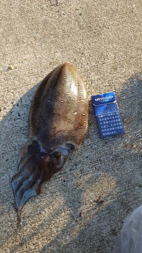 モンゴウイカの釣果