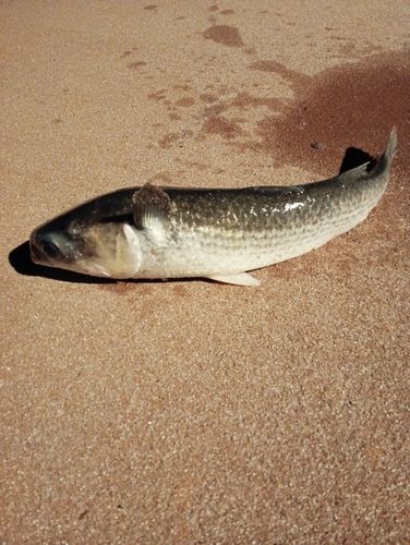 ボラの釣果