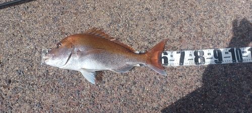 タイの釣果