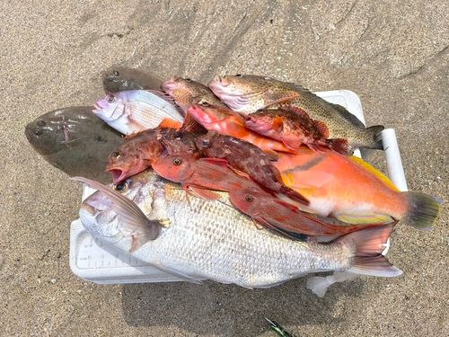 タイの釣果