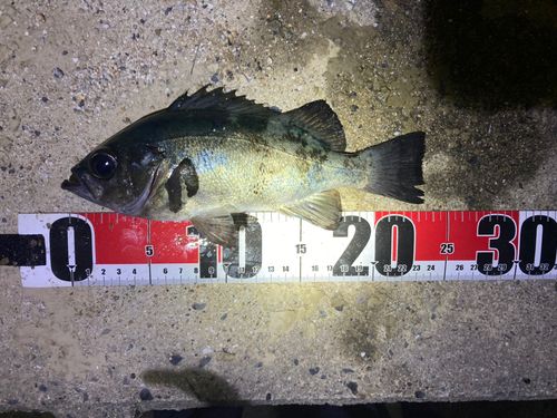 メバルの釣果