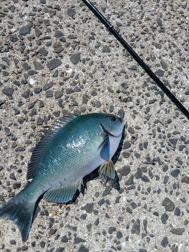 イワシの釣果