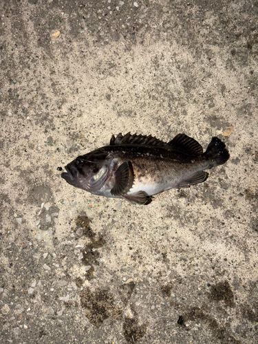 クロソイの釣果