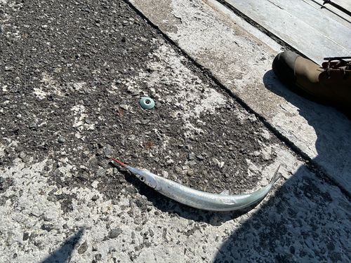 サヨリの釣果