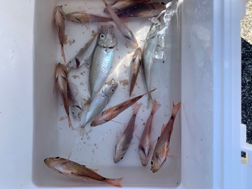 釣果