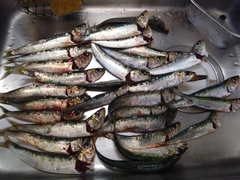 マイワシの釣果
