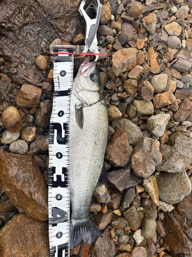 ヒラスズキの釣果