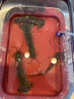 シャコの釣果