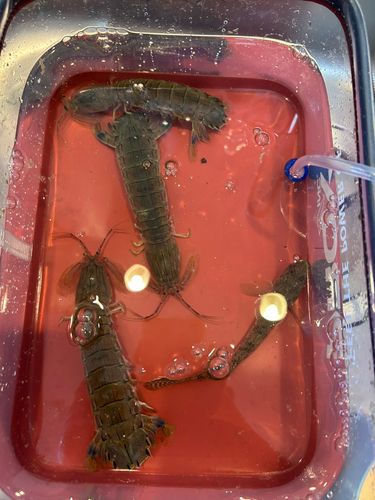 シャコの釣果