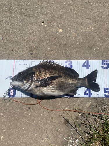 チヌの釣果