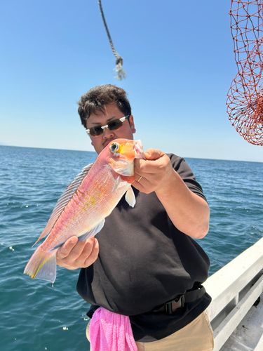 アマダイの釣果