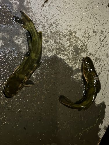 ギギの釣果