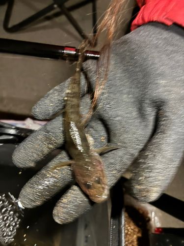 ハゼの釣果