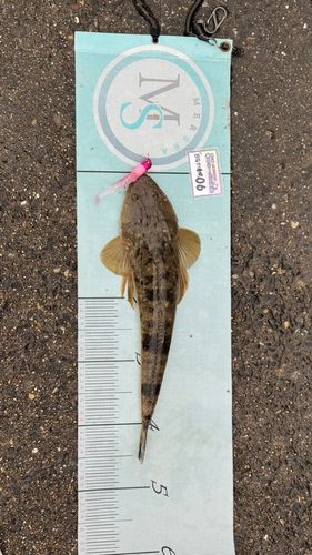 マゴチの釣果