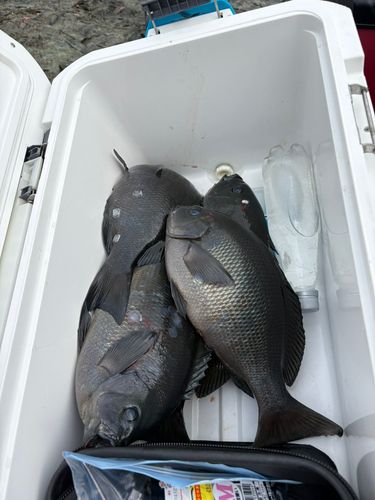 クロの釣果