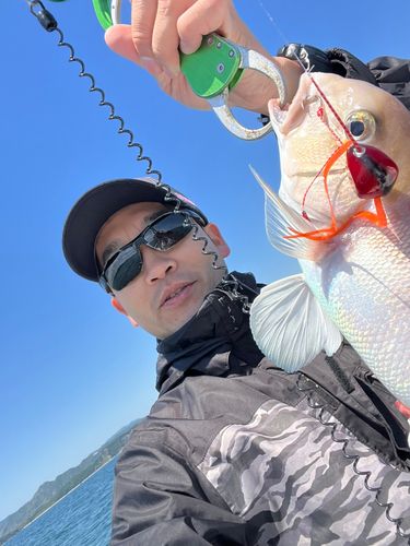 シロアマダイの釣果