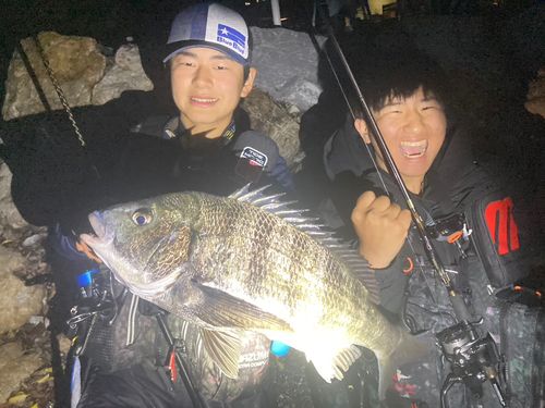 クロダイの釣果