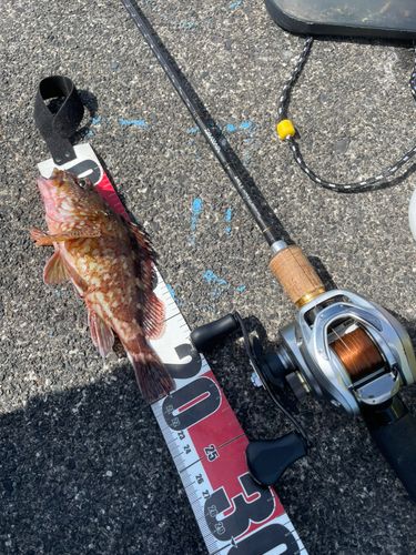 カサゴの釣果