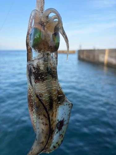 イカの釣果