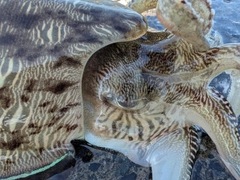 モンゴウイカの釣果