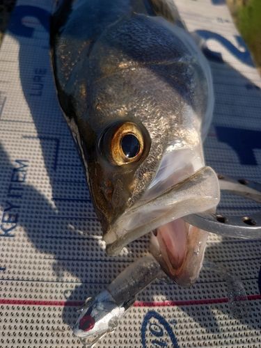 フッコ（マルスズキ）の釣果