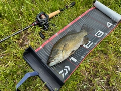 スモールマウスバスの釣果