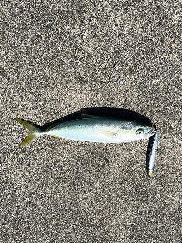 コゾクラの釣果