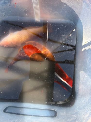 アカササノハベラの釣果