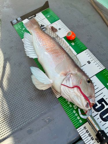 シロアマダイの釣果
