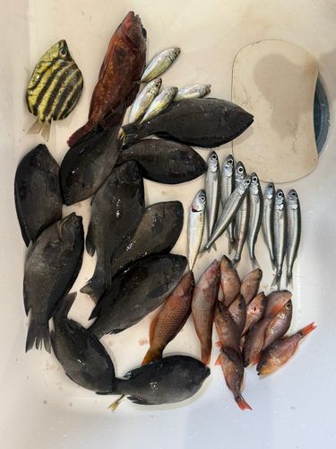 グレの釣果