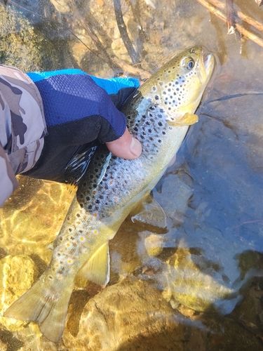 ブラウントラウトの釣果