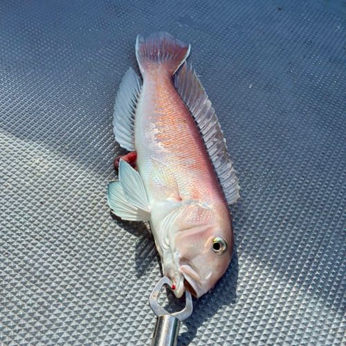 シロアマダイの釣果
