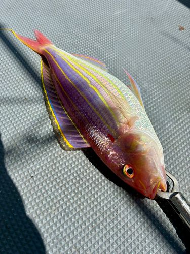 イトヨリダイの釣果