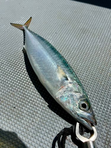 マサバの釣果