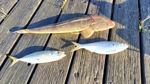 マゴチの釣果