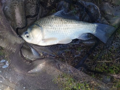 ヘラブナの釣果