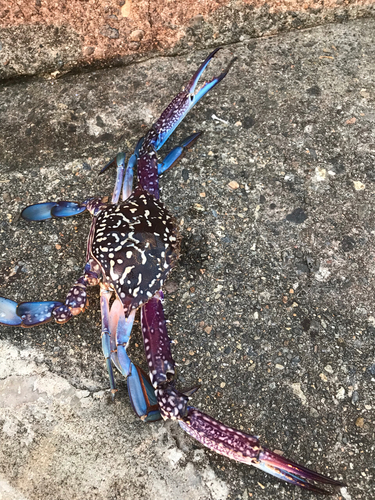 ワタリガニの釣果