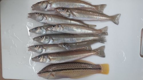キスの釣果