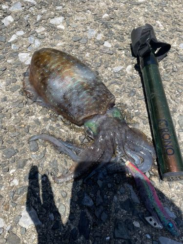 アオリイカの釣果