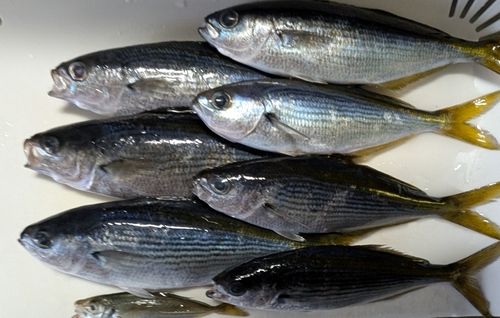 タカベの釣果