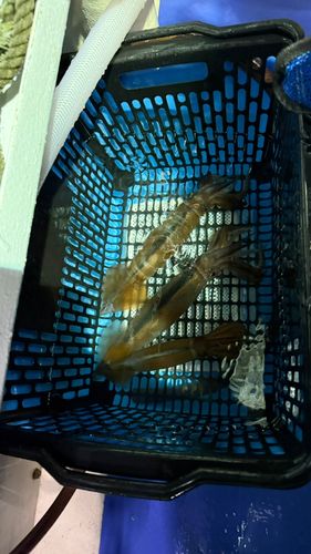ムギイカの釣果